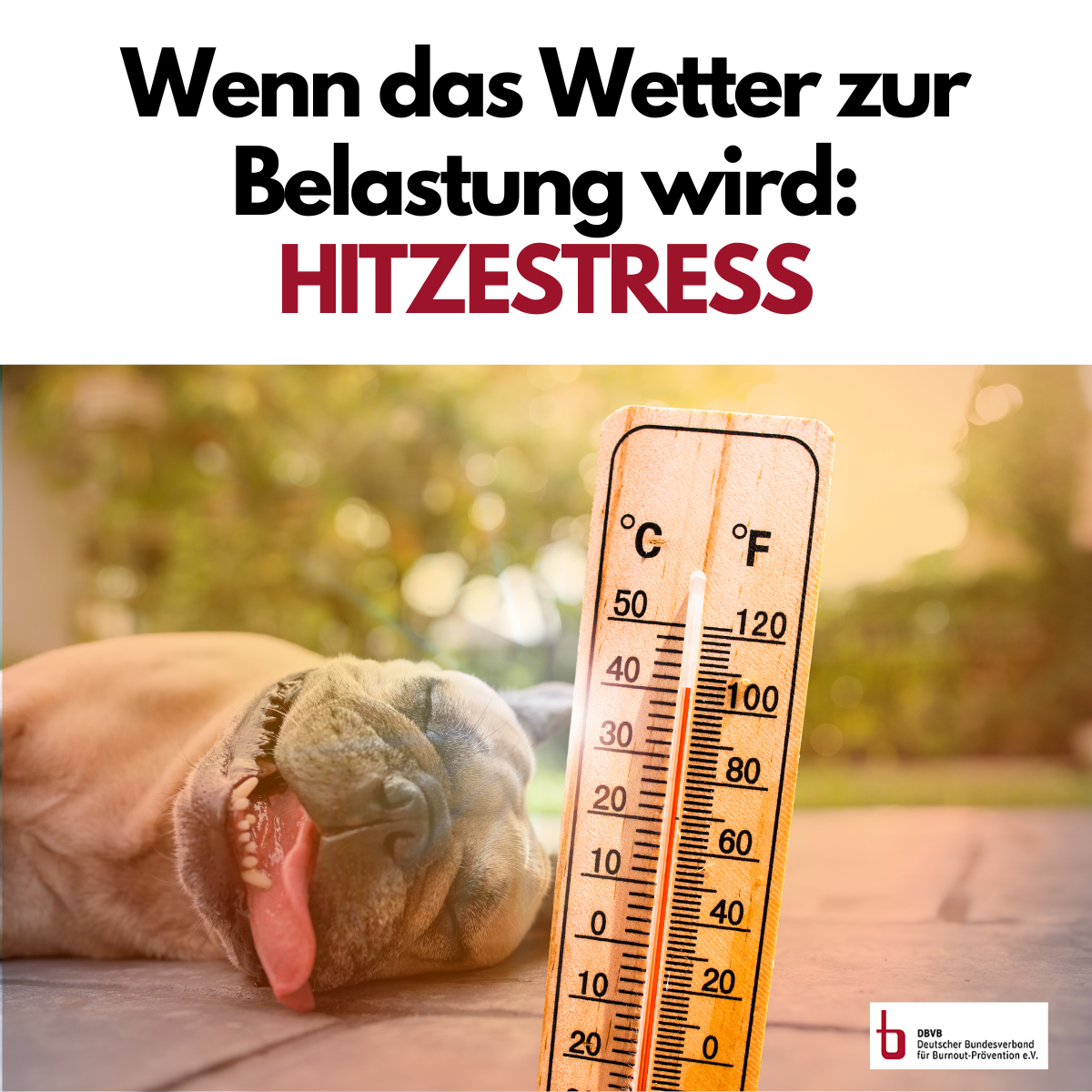 Wenn das Wetter zur Belastung wird: HITZESTRESS